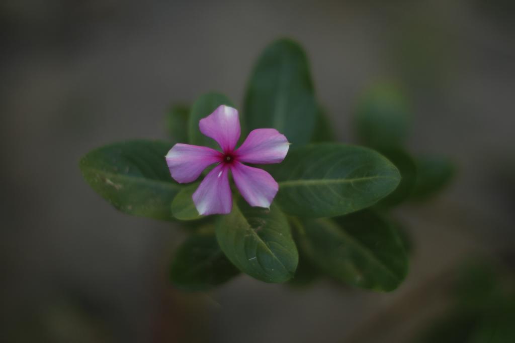 Pousada Da Praia Caraíva 外观 照片
